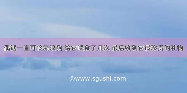 偶遇一直可怜流浪狗 给它喂食了几次 最后收到它最珍贵的礼物