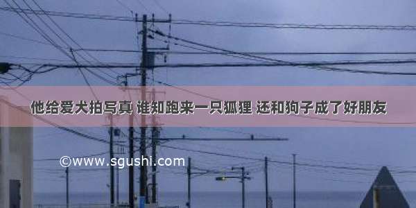 他给爱犬拍写真 谁知跑来一只狐狸 还和狗子成了好朋友