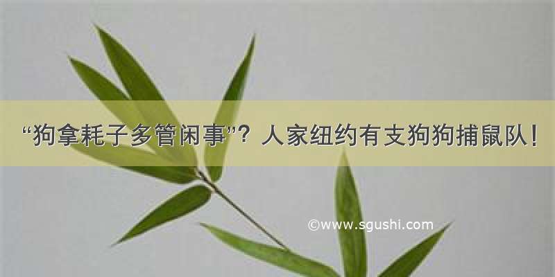 “狗拿耗子多管闲事”？人家纽约有支狗狗捕鼠队！