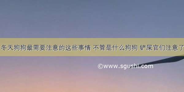 冬天狗狗最需要注意的这些事情 不管是什么狗狗 铲屎官们注意了