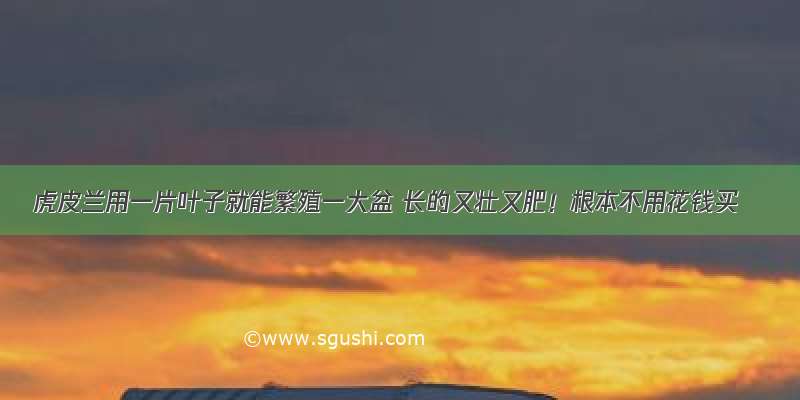 虎皮兰用一片叶子就能繁殖一大盆 长的又壮又肥！根本不用花钱买