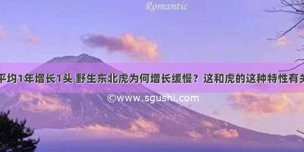 平均1年增长1头 野生东北虎为何增长缓慢？这和虎的这种特性有关
