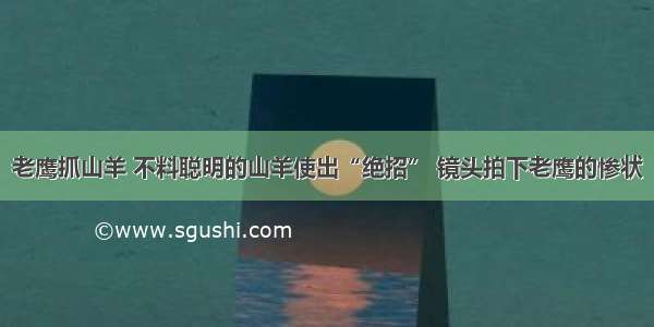 老鹰抓山羊 不料聪明的山羊使出“绝招” 镜头拍下老鹰的惨状