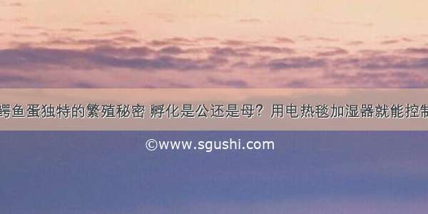 鳄鱼蛋独特的繁殖秘密 孵化是公还是母？用电热毯加湿器就能控制