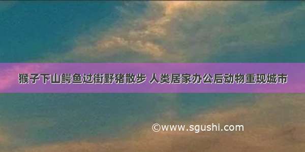 猴子下山鳄鱼过街野猪散步 人类居家办公后动物重现城市