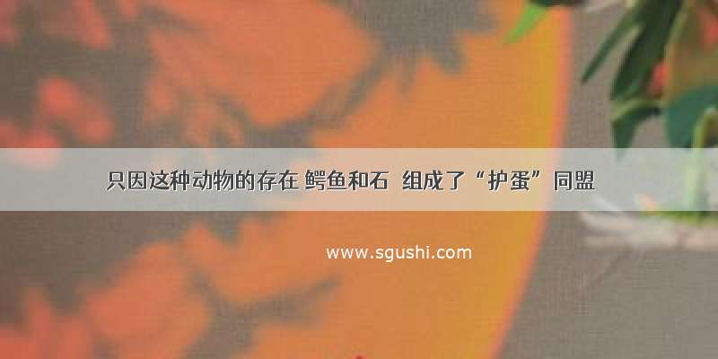 只因这种动物的存在 鳄鱼和石鸻组成了“护蛋”同盟