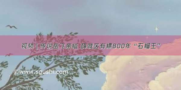 视频｜传说岳飞亲植 薛城区有棵800年“石榴王”
