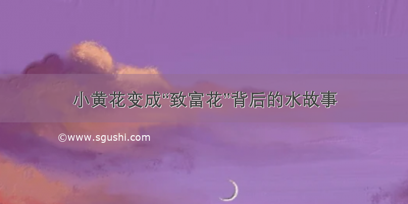 小黄花变成“致富花”背后的水故事