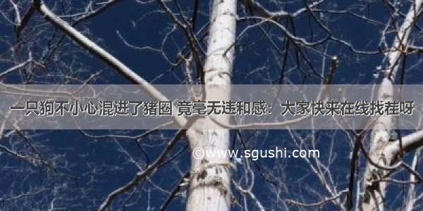 一只狗不小心混进了猪圈 竟毫无违和感：大家快来在线找茬呀