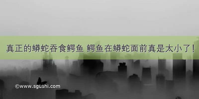 真正的蟒蛇吞食鳄鱼 鳄鱼在蟒蛇面前真是太小了！