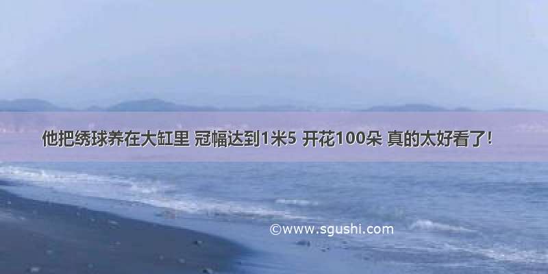 他把绣球养在大缸里 冠幅达到1米5 开花100朵 真的太好看了！