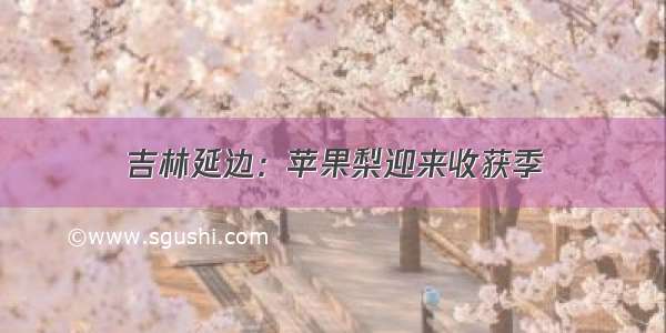 吉林延边：苹果梨迎来收获季