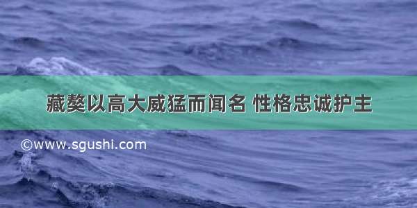 藏獒以高大威猛而闻名 性格忠诚护主