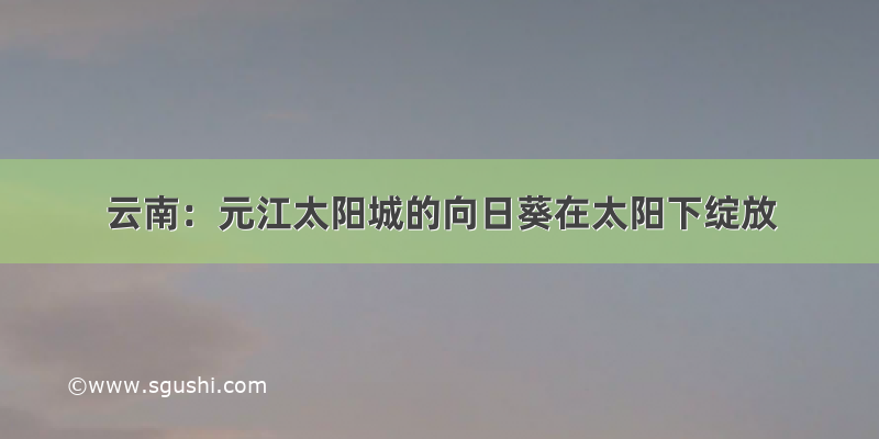 云南：元江太阳城的向日葵在太阳下绽放
