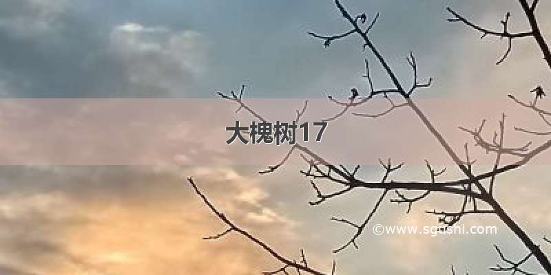 大槐树17