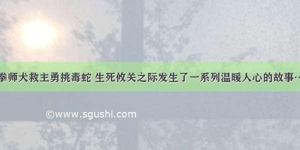 拳师犬救主勇挑毒蛇 生死攸关之际发生了一系列温暖人心的故事…