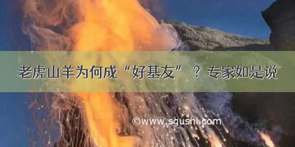 老虎山羊为何成“好基友” ？专家如是说