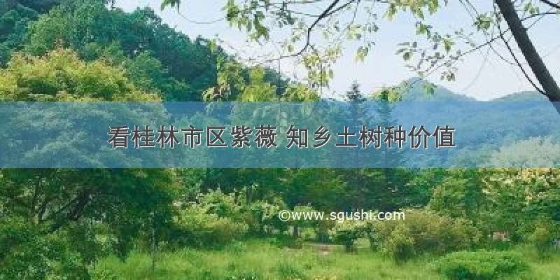 看桂林市区紫薇 知乡土树种价值