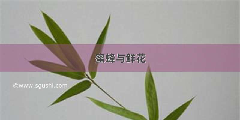 蜜蜂与鲜花