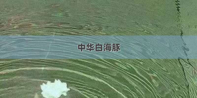 中华白海豚